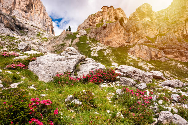 Dolomite alps in summer with flowers blooming