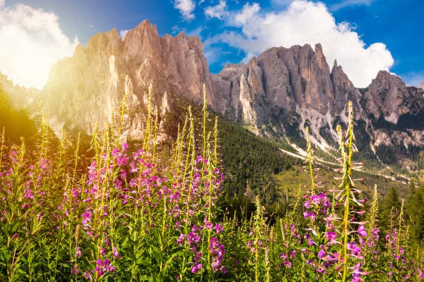 Dolomite alps in Italy, high mountain and green forest