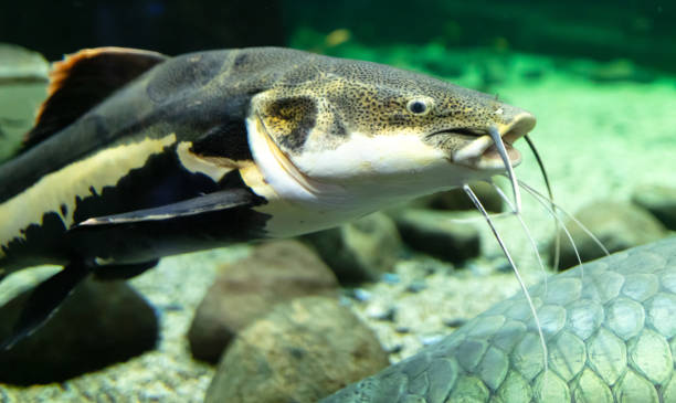 istock Catfish fish swims in an aquarium 2148362443