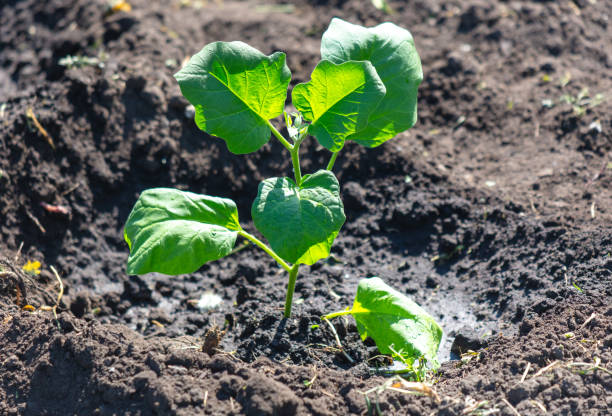 small plant on soil with sunny day