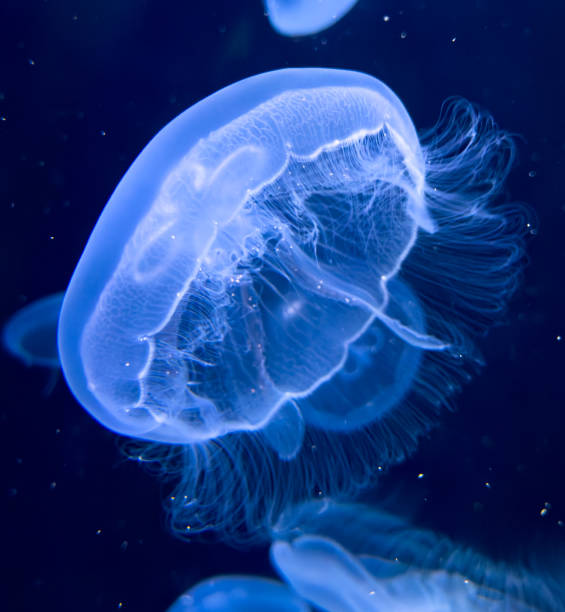 istock Blue jellyfish swim in the sea 2148363123