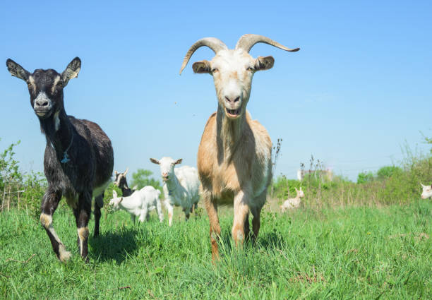istock Consumption of milk and goat meat- concept. 2148363693