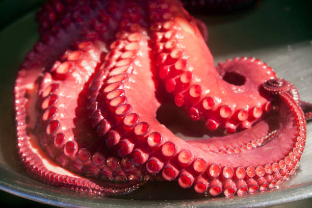 Boiled octopus close up on a plate,ready to prepare \