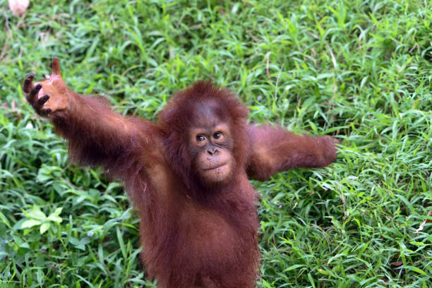 Juvenile Sumatra orangutan, Pongo abelii in the jungle in the Mount Leuser National Park close to Bukit Lawang in the northern part of Sumatra