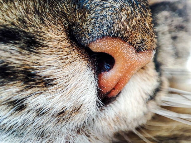 Macro photography of cat's wet nose. Brown nose.