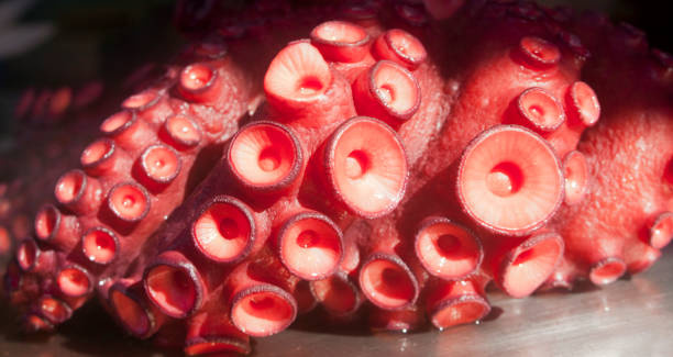Boiled octopus close up on a plate,ready to prepare \