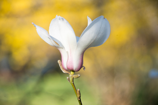 One separate flower of white magnolia on the yellow and green background