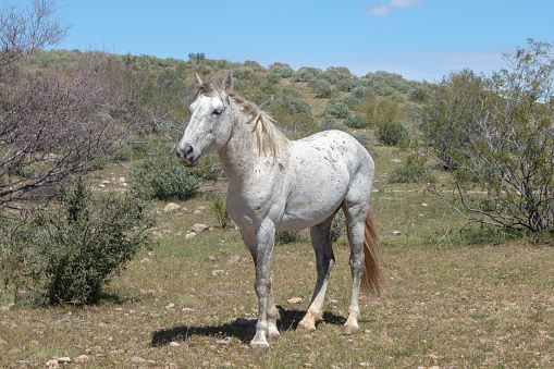 Lone white stallion wild horse in the Salt River wild horse management area near Scottsdale Arizona United States