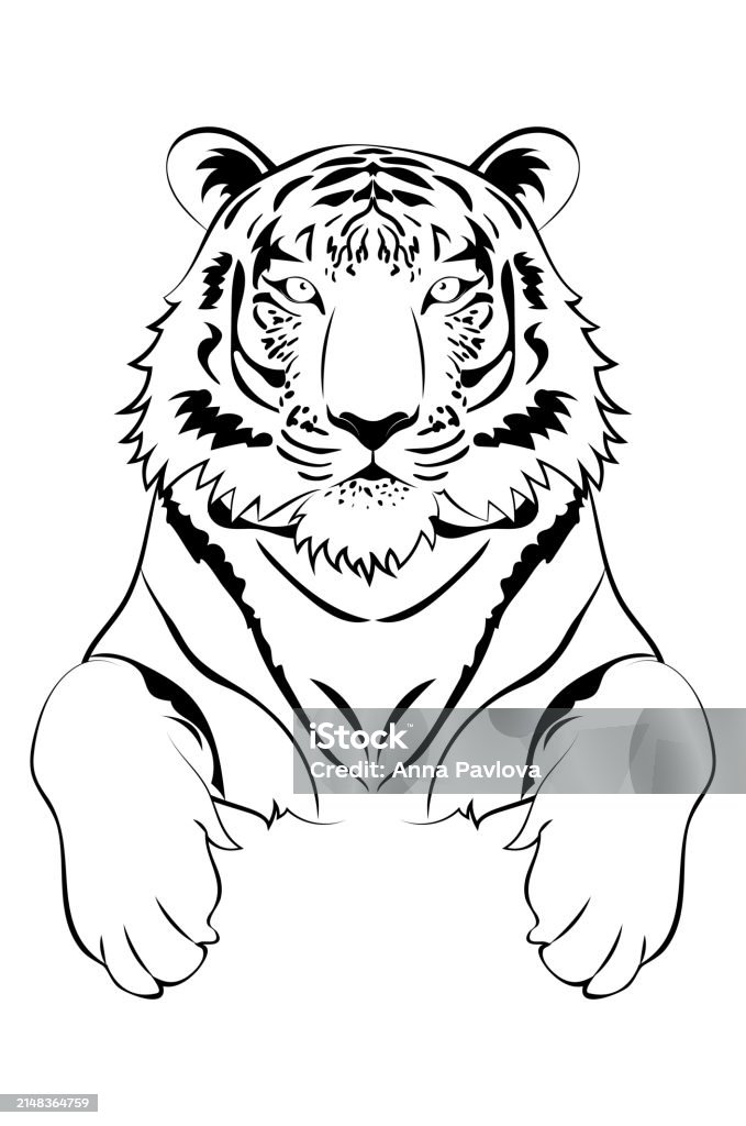 Tiger Fish Lineat Tiger Portrait Line Art Stock Illustration - Download Image Now ...