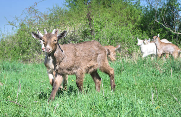 junge ziegen grasen auf der grünen wiese. - kid goat goat milk young animal stock-fotos und bilder