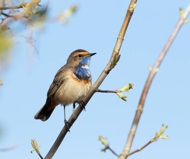 istock Bluethroat, Luscinia svecica. A bird sits on a branch on a riverbank 2148364892