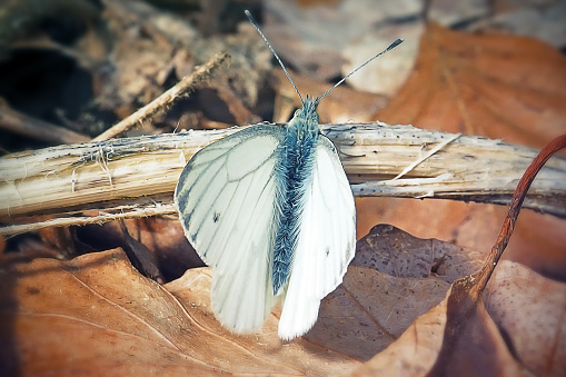 Pieris napi Green-Veined White Butterfly Insect. Digitally Enhanced Photograph.