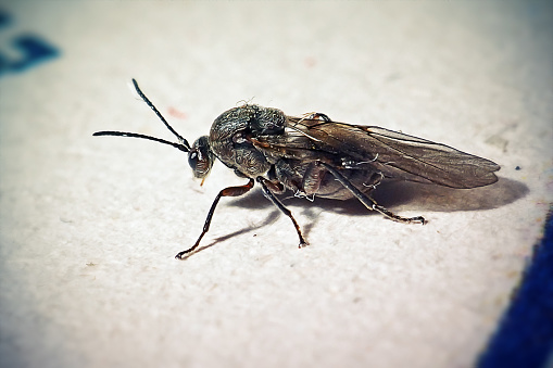 Cynipidae Gall Wasp Insect. Digitally Enhanced Photograph.