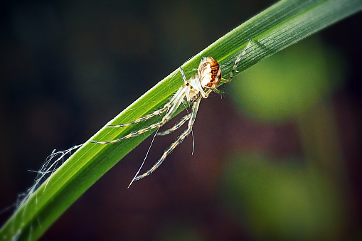 Tetragnatha extensa Common Stretch Spider. Digitally Enhanced Photograph.