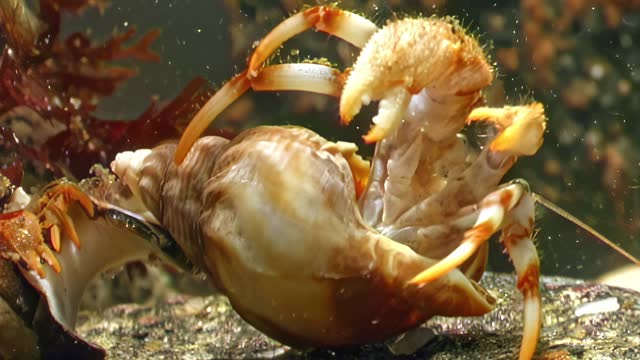 Crayfish cancer hermit in underwater marine life of White Sea.