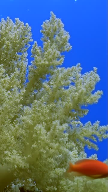 Vertical relaxing video about underwater white soft corals and orange fish.