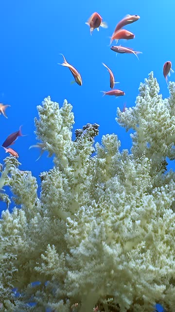 Vertical video, white soft coral, orange fish on pure blue background of water.