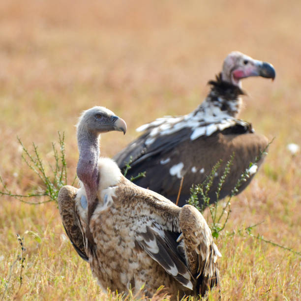 Taken in serengeti