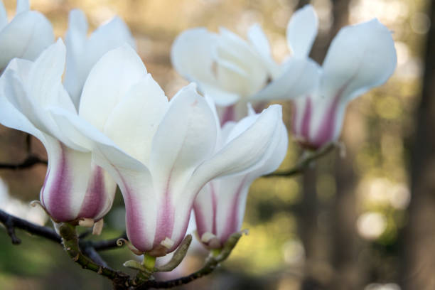 istock Beautiful flowers on the branch 2148365973