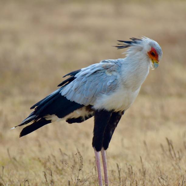 istock Birds of Serengeti 2148366044