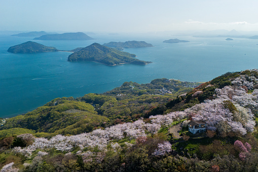 Sakura and Seto Inland Sea of Shiudeyama in Mitoyo City, Kagawa Prefecture