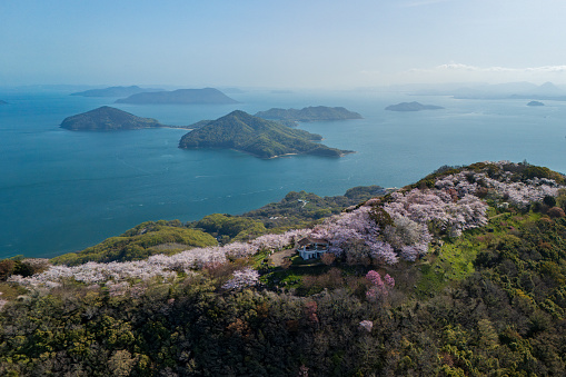 Sakura and Seto Inland Sea of Shiudeyama in Mitoyo City, Kagawa Prefecture