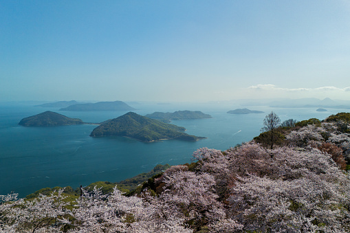 Sakura and Seto Inland Sea of Shiudeyama in Mitoyo City, Kagawa Prefecture