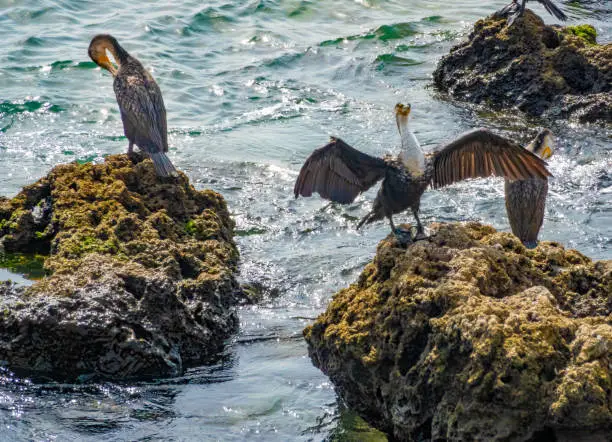 Photo of Great cormorants (Phalacrocorax carbo lucidus) drying their feathers the shores of the city center of Dakar, Senegal, West Africa