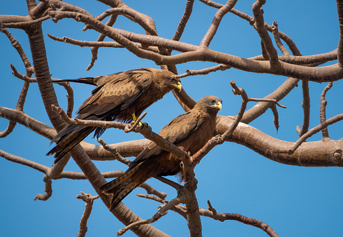 A pair of yellow billed kites perched on a baobab tree in Dakar, Senegal, West Africa