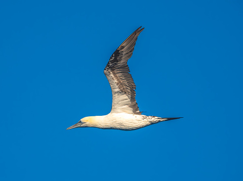 Adult northern gannet flying over the waters of the Atlantic Ocean off the coast of Mauritania, West Africa