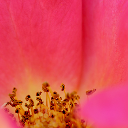 Pink rose petals. Soft focus. Macro flowers background for holiday brand design.