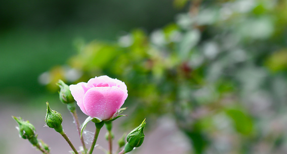 Pink rose Bonica with buds and with dew drops in the garden. Perfect for background of greeting cards