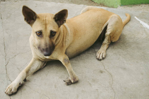 istock dog in city 2148367939