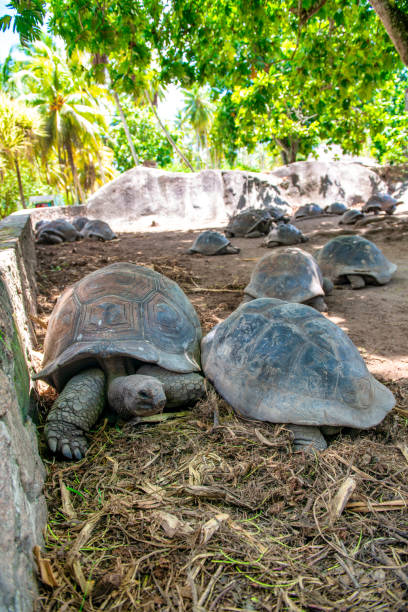 istock Giant Turtles in La Digue Island, Seychelles 2148367957