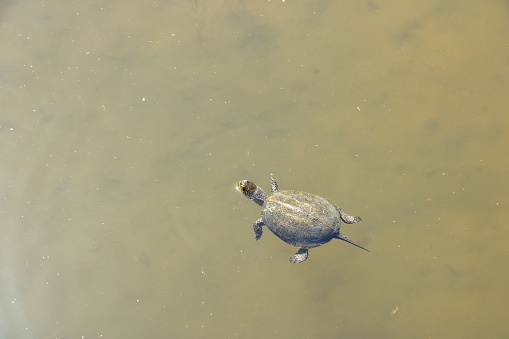 a turtle swimming in a fish pond. Green water. Summer. View from above