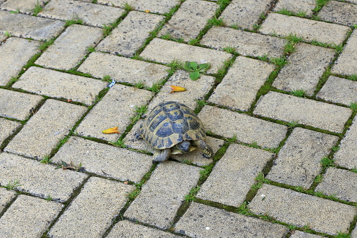a Turtle on paving stone floor