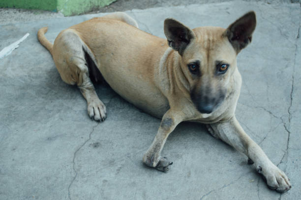 istock dog in city 2148369638