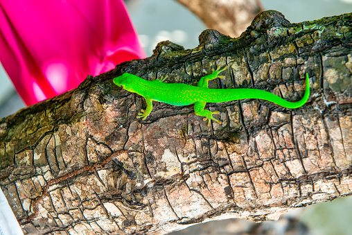 A green Gecko in La Digue, Seychelles.