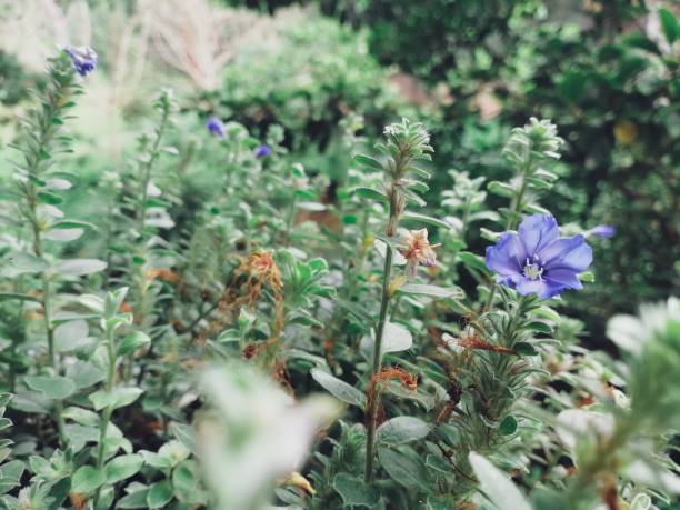 Beautiful of purple spring flowers