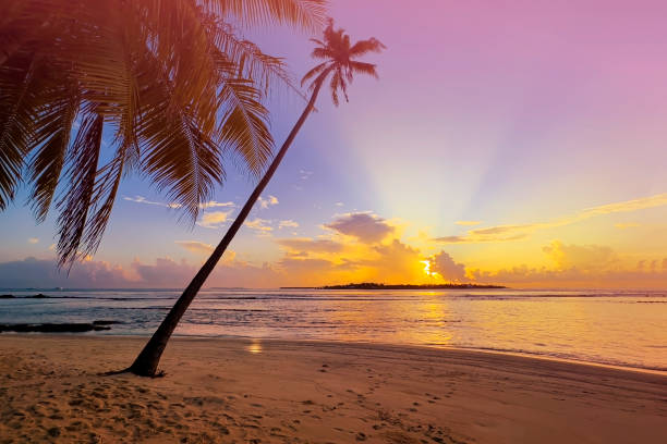 istock Banner Summer with colorful theme as palm trees background as texture frame background 2148370609