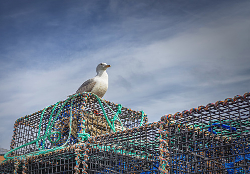 A seagull sits proudly on a stack of lobster pots at the seaside. Above is a sky with cloud.