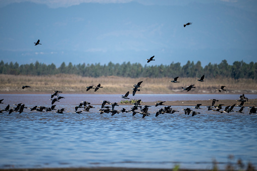 Big Flock of great Cormorants Flying over River