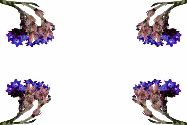 background with flowers isolated illustration pattern