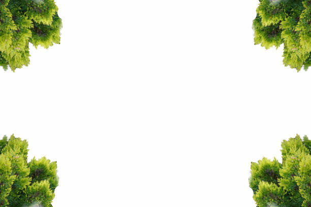 background with flowers isolated illustration pattern