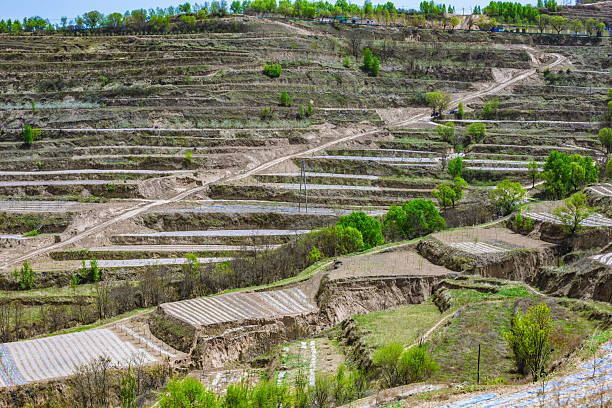 Golden rice terraces curve gracefully along the mountainside,creating a breathtaking view that captures the soul of rural Mu Chang Chai in Vietnam.