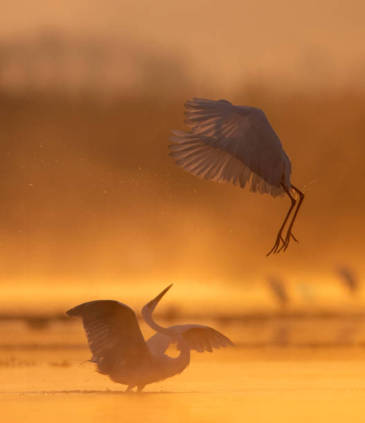 istock Fight of Great Egrets in Sunrise 2148372471