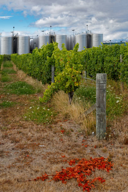 an industrial scale vineyard in marlborough, aotearoa / new zealand. - marlborough region zdjęcia i obrazy z banku zdjęć