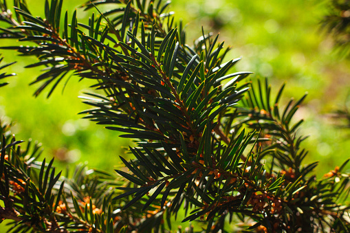 Spruce branches background. Green spruce. Spruce close-up. Copy space. High quality photo.