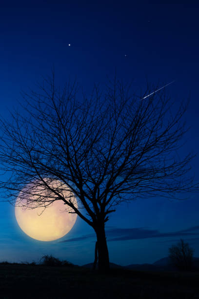 istock Full Moon rising behind the tree silhouettes. 2148373815