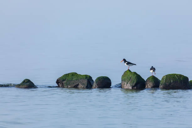 The Magellanic oystercatcher (Haematopus leucopodus) is a species of wader in the family Haematopodidae. It is found in Argentina, Chile and the Falkland Islands in freshwater lake and sandy shore habitats.  New Island, Falkland Islands.